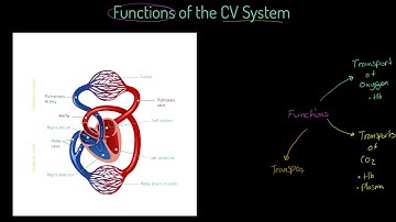 Edexcel GCSE PE - Functions of the CV System