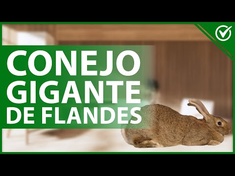 🐰 CONEJO gigante de FLANDES: Características, salud y sus cuidados importantes 🐰 hqdefault