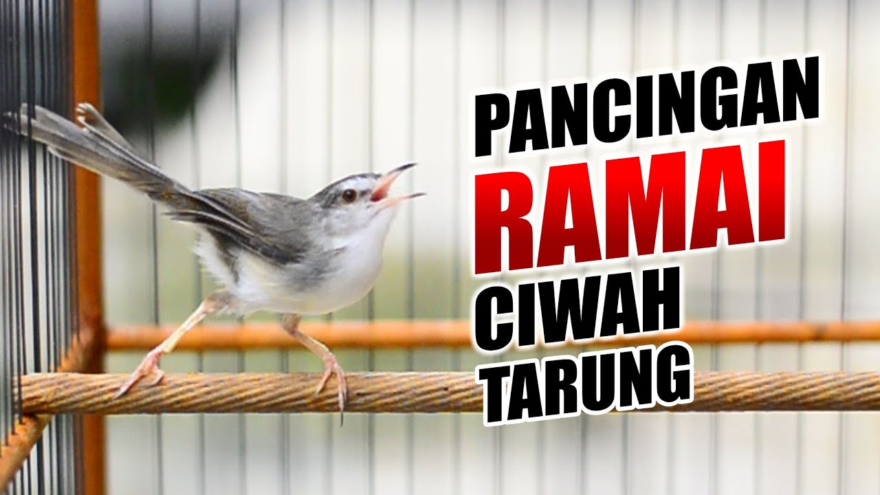 PANCINGAN CIWAH CIBLEK SAWAH TARUNG RAME BANGET