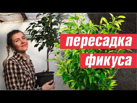 КАК ПЕРЕСАДИТЬ ФИКУС БЕНДЖАМИНА 🌿