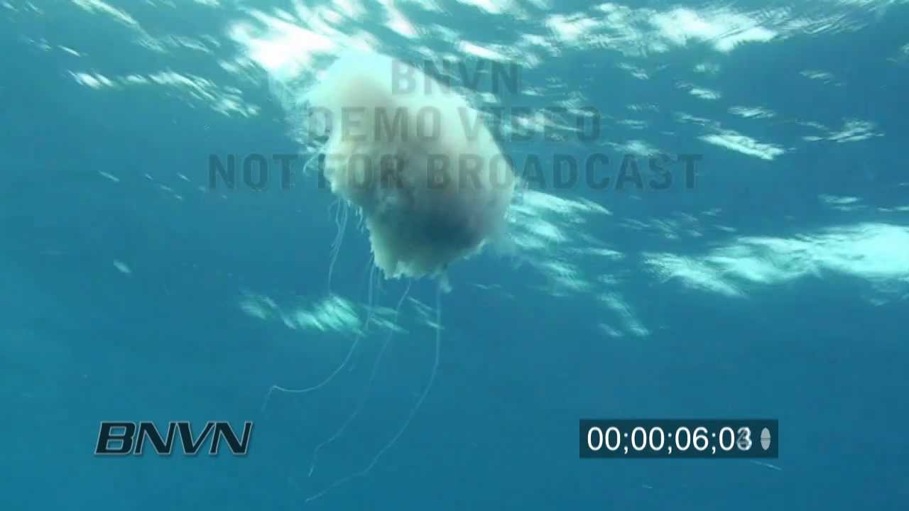 12/11/2009 Cauliflower Jellyfish stock footage