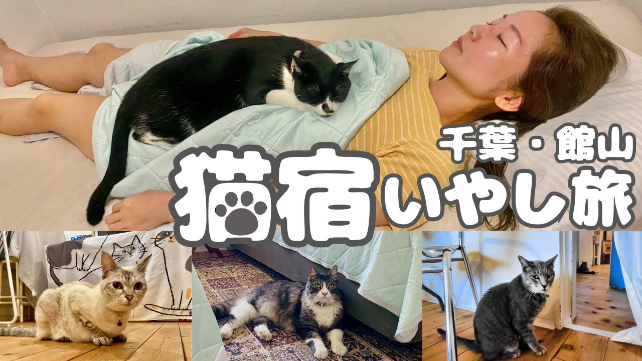 【猫宿ペンションアトカ】で憧れの添い寝泊！バスと電車で行く千葉館山の癒し旅