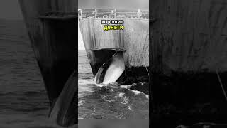 Почему в СССР не приняли мораторий на китовый промысел? #история #шортс #ссср #факты #киты #shorts