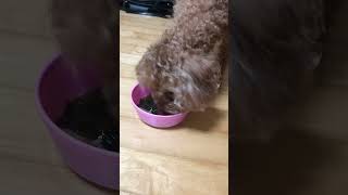 1(?) 번째 생일에 엄마가 끓여줬던 미역국 먹방