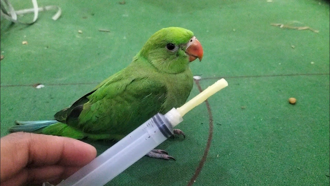 how to tame parrot check male or female in ring neck and breeding ...