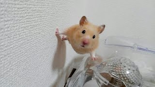 食事前に筋トレするストイックなハムスター おもしろ可愛いハムスターthe Hamster Which Trains Muscle In Front Of The Meal Youtube