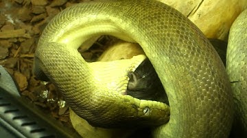 female macklots python feeding