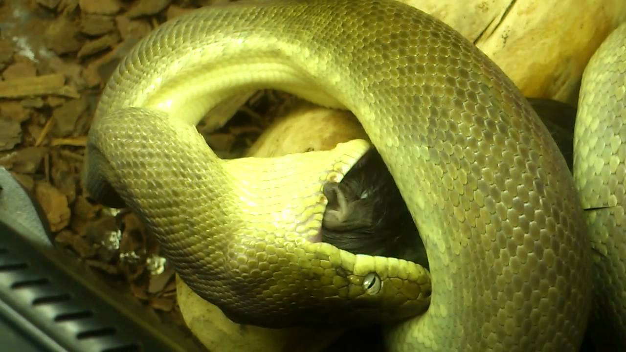 petco hours female macklots python feeding