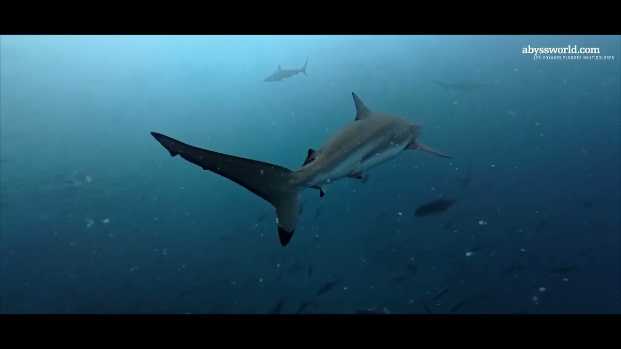 T03 INT Baa atoll du 30 08 au 06 09 2026 T03 "The Gate To Abyssworld"