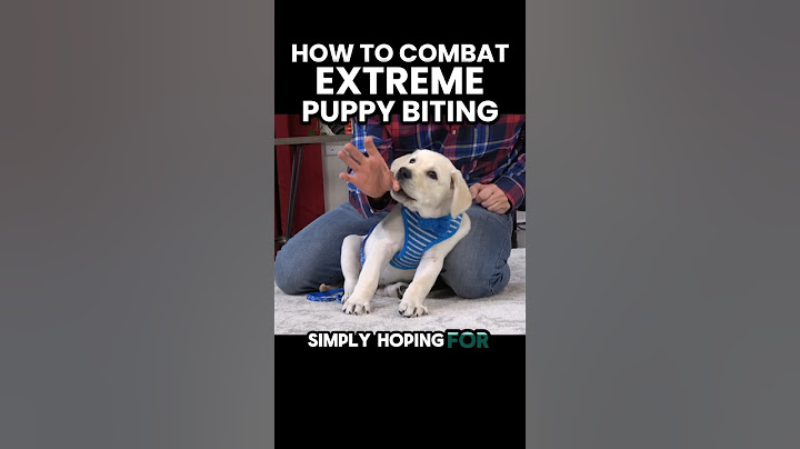 How To Combat Extreme Puppy Biting