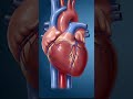 Digoxina | Como funciona no seu corpo? | Farmácia Ilustrada #Shorts"