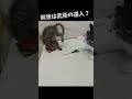 触らずに子猫を投げ飛ばした先住猫