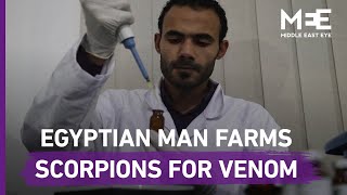 The Egyptian man extracting venom from scorpions and snakes