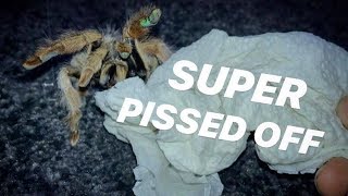 UNBOXING an ANGRY blonde TARANTULA ~ She’s ACTING WEIRD !!!