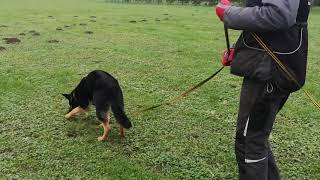 Yolo AE end of tracking season 2020