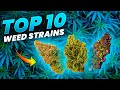 Top 10 Weed Strains In The World!