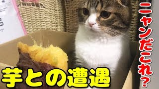 初見の芋にドン引きした後、美味しく食べた子猫【スコティッシュフォールド】【Scottish Fold】
