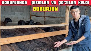 Boburjonga Qisir Sovluqlar va Qoʻzilar Keldi,Suvtekin Qoʻzilar
