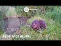 Wild in nederland bedrijvige bever