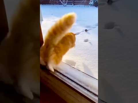 Funny 😂 #funnyanimals #cat