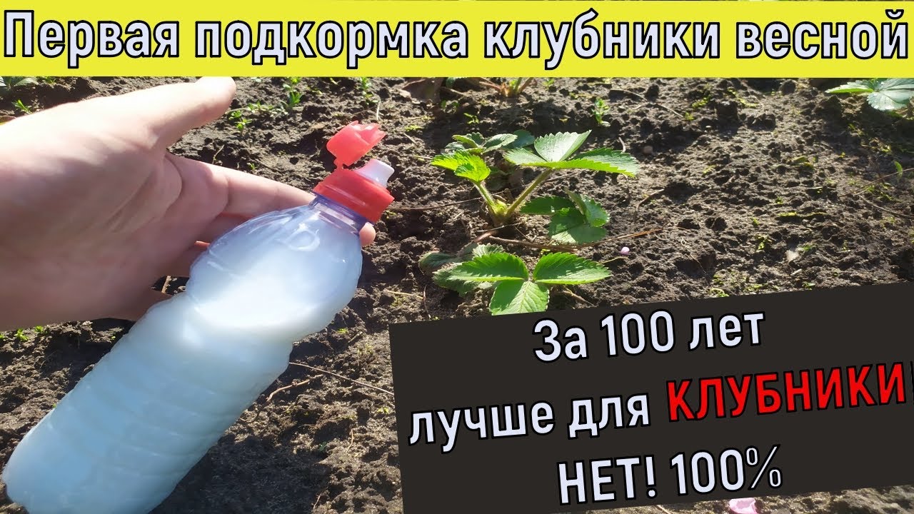 Подкормка клубники ранней весной после зимы. Весенняя подкормка клубники. Подкормка клубники весной. Удобрение для клубники весной. Подкормка клубники ранней весной.