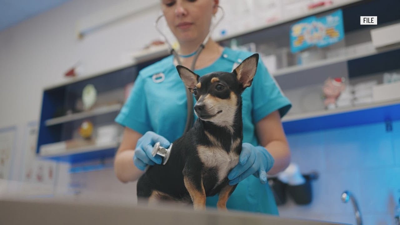 Vaccines, Parvo virus and longer pet life-span discussed in February’s Pet Health Segment