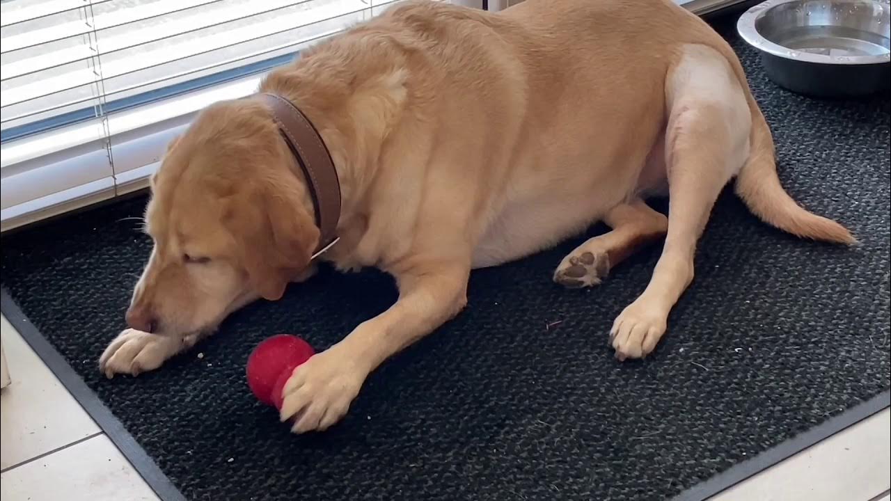 Labrador recovery after cruciate ligaments. Part 5 and In the pet shop