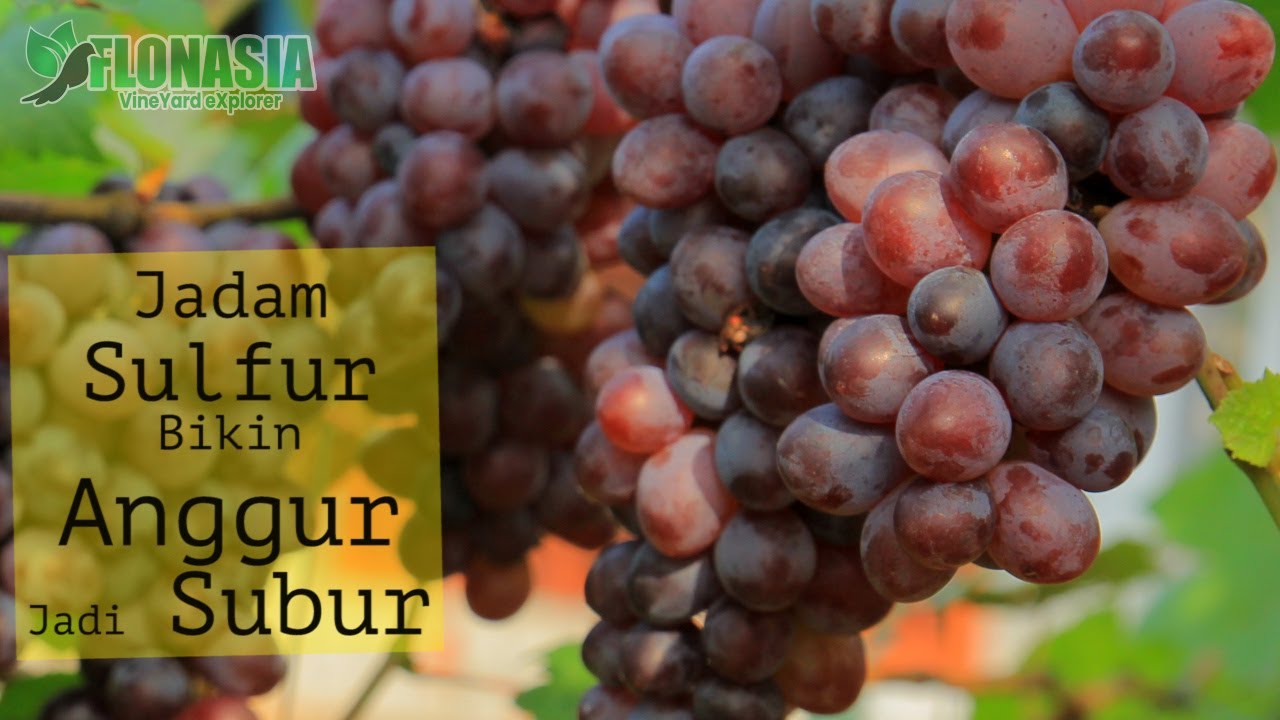 [Tips Organik] Hajar Dengan Jadam Sulfur, Jamur Anggur Pada Kabur