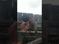 брусья  со штангой на плечах))