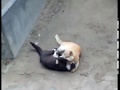 Cat fighting in the middle of life and death 100% Real,,,  cat fights to save life compilation..