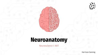 Neuroscience I: Neuroanatomy - Harrison Canning _ NXT
