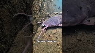 The catfish was relaxing, but got hooked by the angler⁉️ #fishing #viral #fishing #fish #trending...