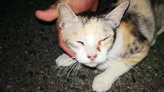 夜の公園に行ってみたら久しぶりに薄三毛猫ママが出てきてくれた