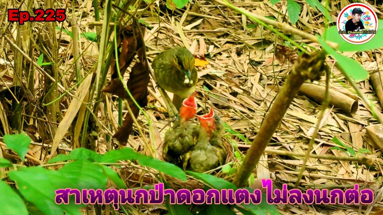 เสียงนกดอกแตงEp.225 ต่อนกป่าไม่ยอมลง แต่ดันได้ยินเสียงทักเตือนภัยตัวเหมีย(Stripe-throated Bulbul)