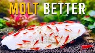 Aquarium Shrimp Molting Success ACTUALLY Starts With This