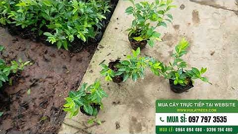 Cây 230140 - Ship 300 bầu cây chuỗi ngọc đi Bình Định