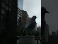 Dove #shorts #usa #nyc #dove #pigeon #travel