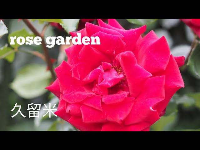 Rose Bridgestone Cultural Center A Rose Garden With A Collection Of Fragrant Roses 石橋文化センター バラ Youtube