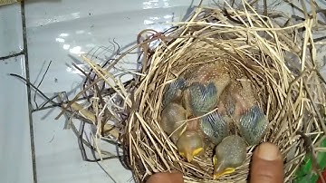 cara membedakan anakan burung cendet jantan dan betina