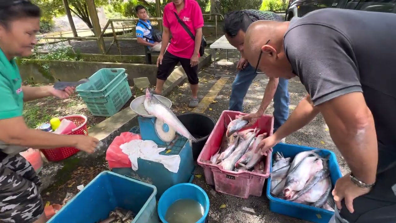 5 MINIT LAMBAT PASTI TERLEPAS| IKAN LAJUNG FRESH HABIS KENA BORONG NASIB AMPIT| PEKAN BALAI RINGIN