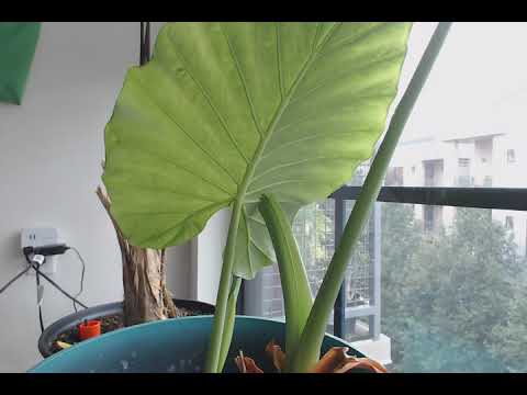Elephant Ear Unfurling Timelapse