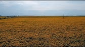 The Sunflower Fields of Ukraine by Margaret Rees - YouTube