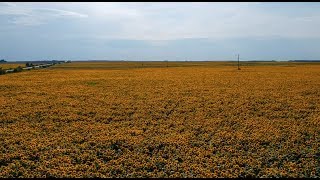 The Most Sunflowers I've Ever Seen - Ukraine