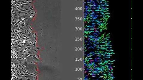 Bursts of activity in collective cell migration (S7Video)