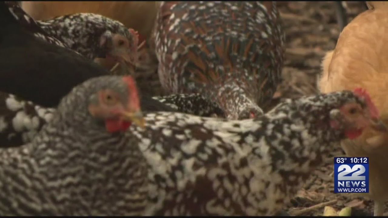 Salmonella Outbreak Spreads Across the Nation
