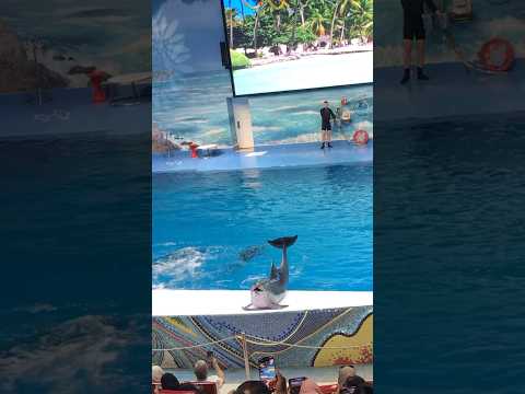 Dubai Dolphinarium #dubai #tourism #tourguide #phonk