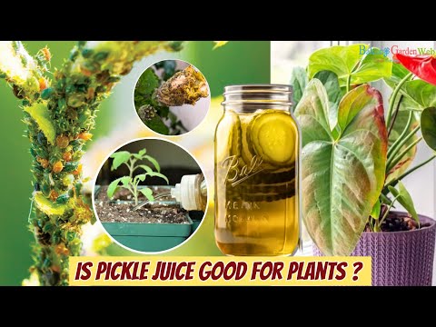 Video: Pickle Juice för växttillväxt - skäl för att hälla Pickle Juice på växter