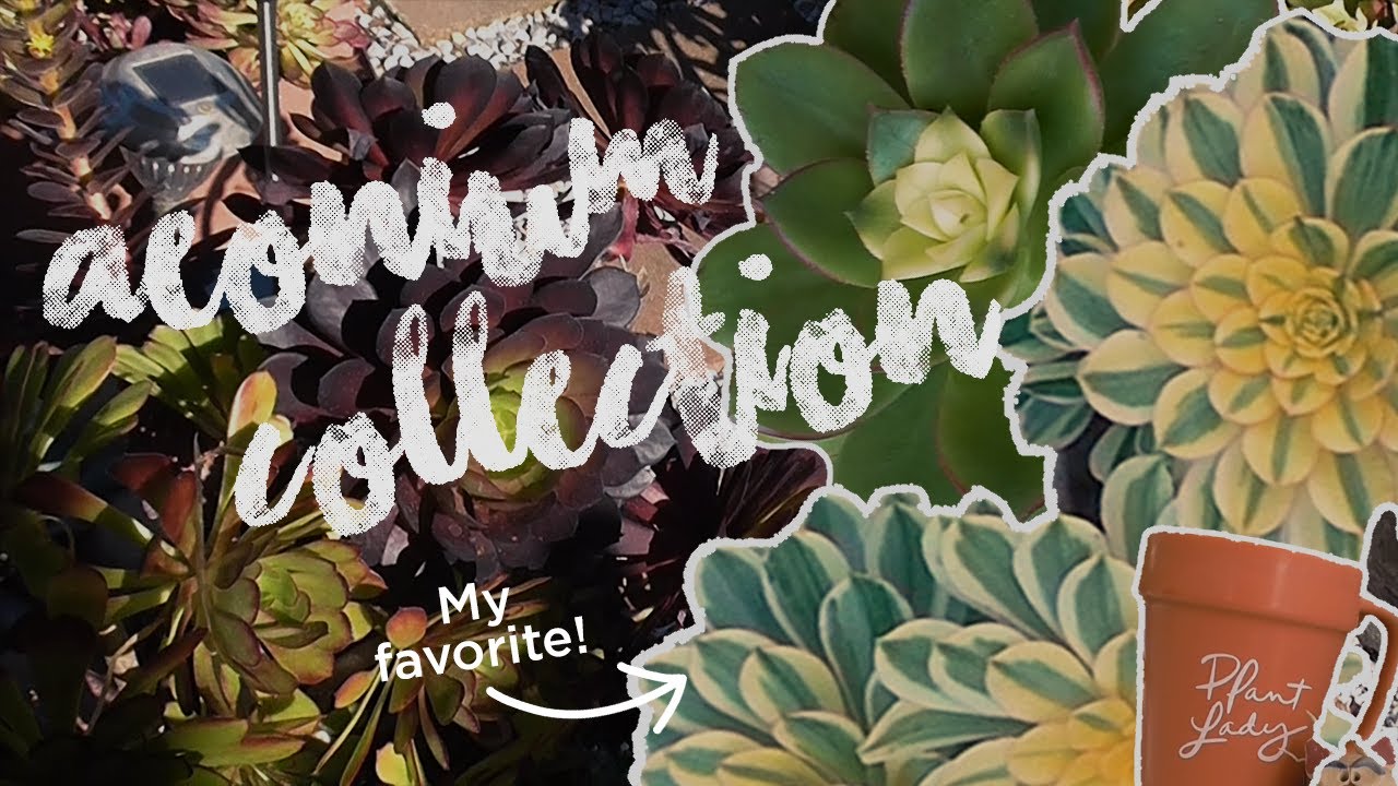 [Quick Look] My Aeonium Collection