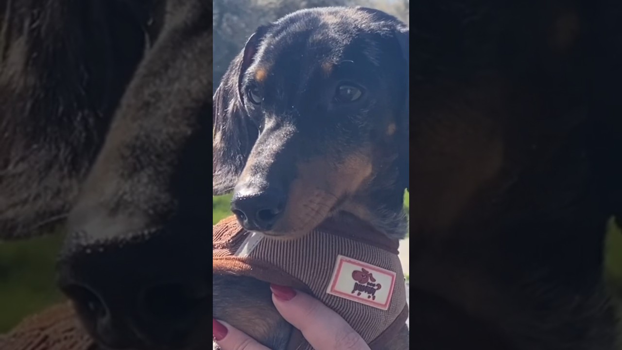 MINI DACHSHUND LOVES SPRING !