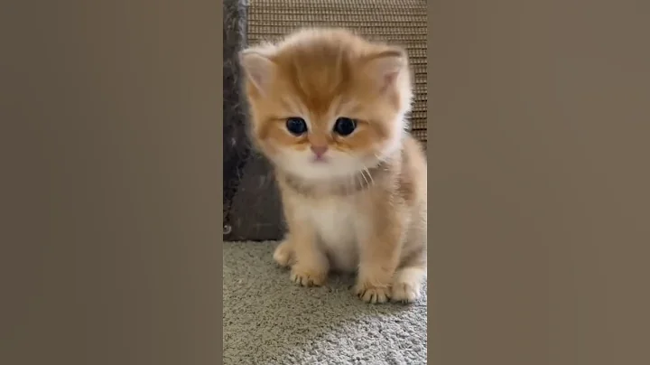 Video 10795821: catlover catlife cutecat meow, catlover catlife meow funnycat, kittens cutecat catlife catlover, kitten kitty catlover catlife, catlovers kitten cats catlife, catlover funny kitty cutecat